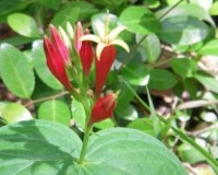 spigelia marilandica 1r.jpg